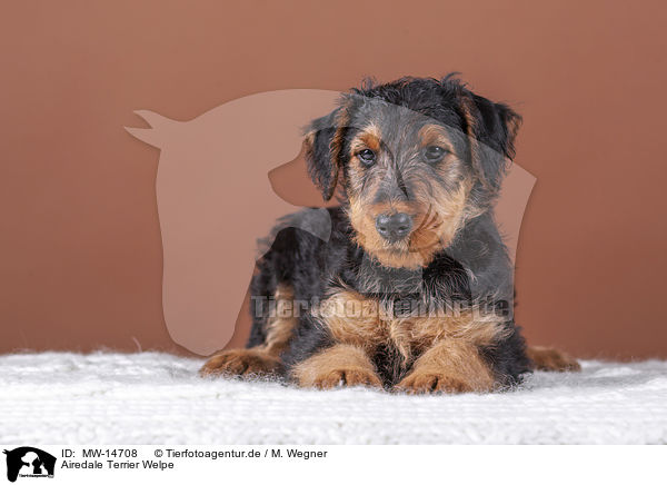 Airedale Terrier Welpe / MW-14708
