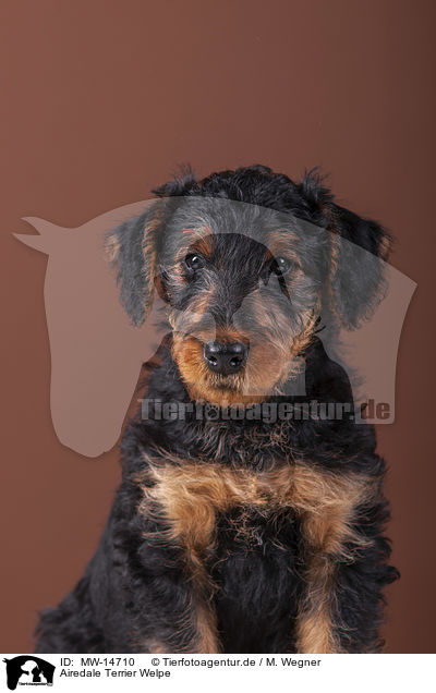 Airedale Terrier Welpe / MW-14710