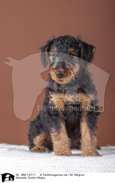 Airedale Terrier Welpe / MW-14711