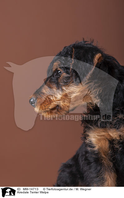 Airedale Terrier Welpe / MW-14713