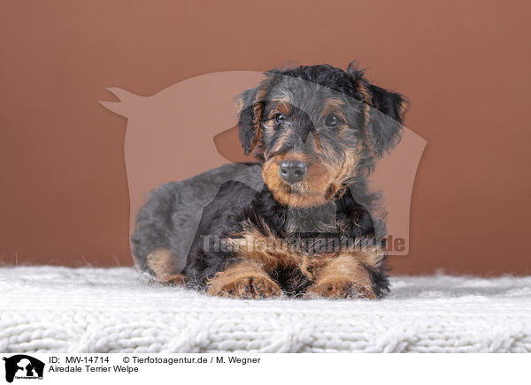 Airedale Terrier Welpe / MW-14714