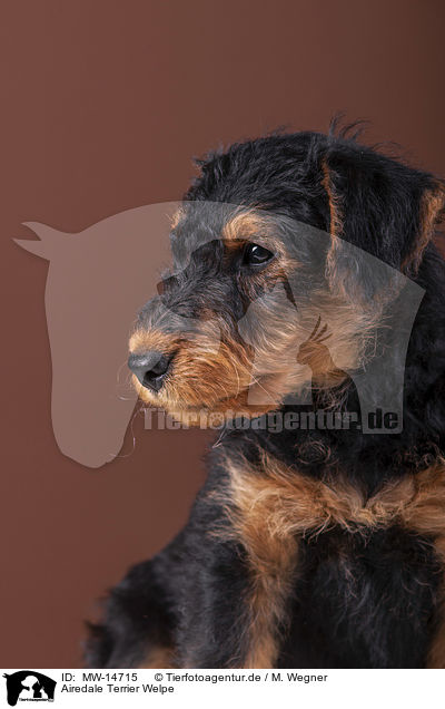 Airedale Terrier Welpe / MW-14715