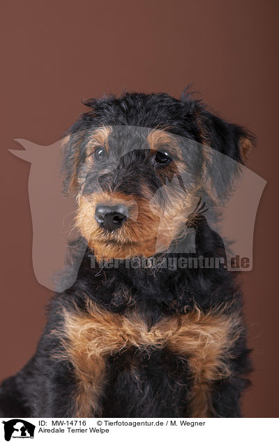 Airedale Terrier Welpe / MW-14716
