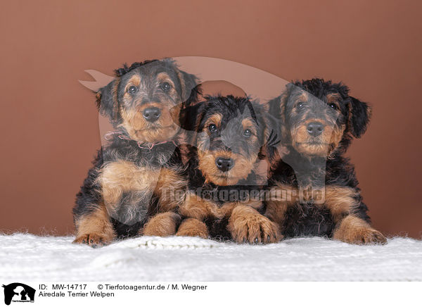 Airedale Terrier Welpen / MW-14717