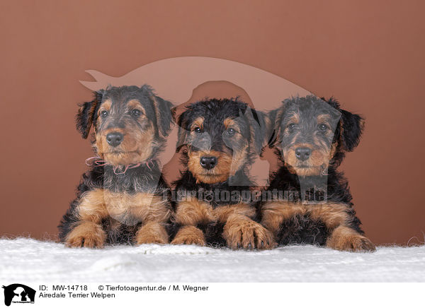 Airedale Terrier Welpen / MW-14718