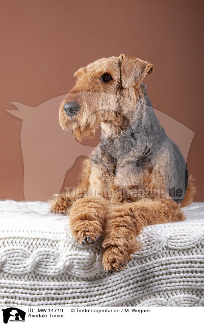 Airedale Terrier / MW-14719