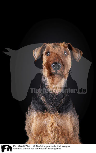 Airedale Terrier vor schwarzem Hintergrund / MW-14724