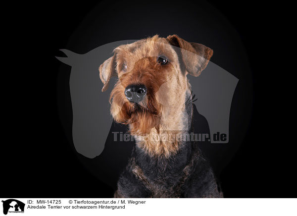 Airedale Terrier vor schwarzem Hintergrund / MW-14725
