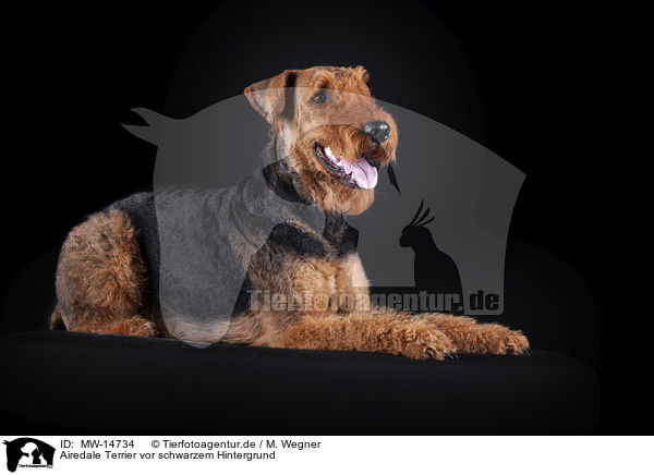 Airedale Terrier vor schwarzem Hintergrund / MW-14734