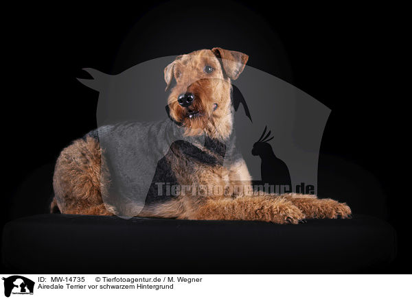 Airedale Terrier vor schwarzem Hintergrund / MW-14735