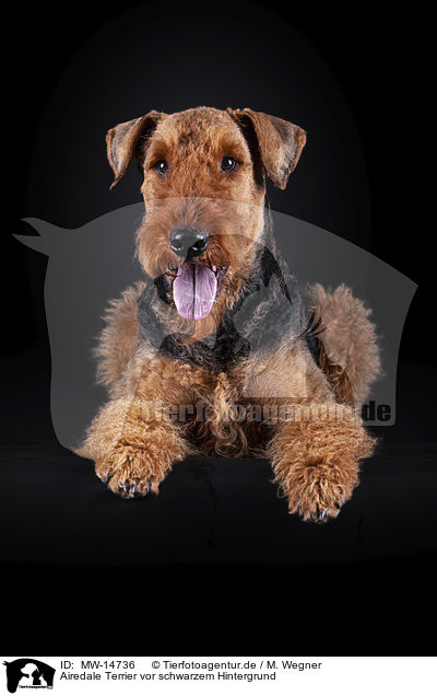 Airedale Terrier vor schwarzem Hintergrund / MW-14736
