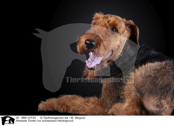 Airedale Terrier vor schwarzem Hintergrund / MW-14740