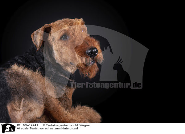 Airedale Terrier vor schwarzem Hintergrund / MW-14741