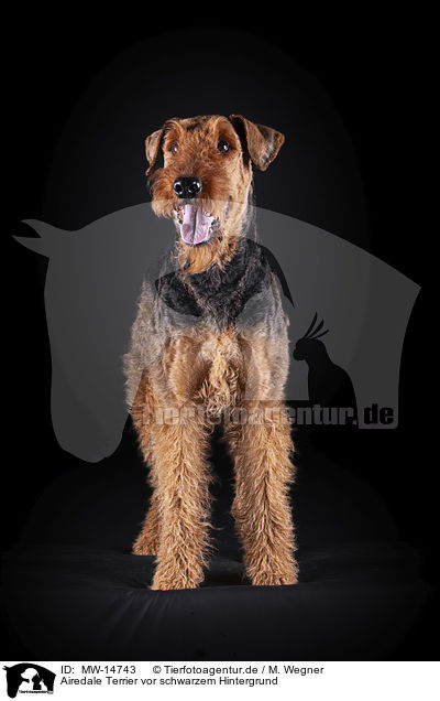 Airedale Terrier vor schwarzem Hintergrund / MW-14743