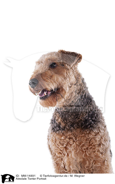 Airedale Terrier Portrait / MW-14891
