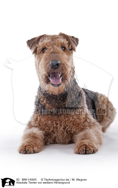 Airedale Terrier vor weiem Hintergrund / MW-14900