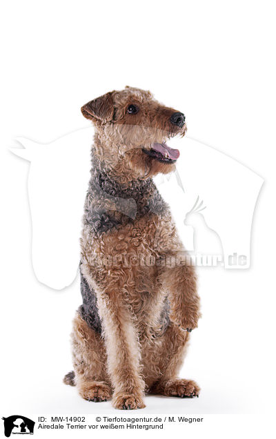 Airedale Terrier vor weiem Hintergrund / Airedale Terrier in front of white background / MW-14902
