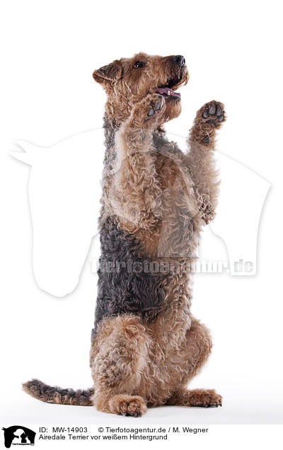 Airedale Terrier vor weiem Hintergrund / MW-14903