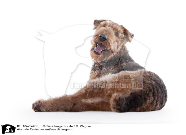 Airedale Terrier vor weiem Hintergrund / MW-14906