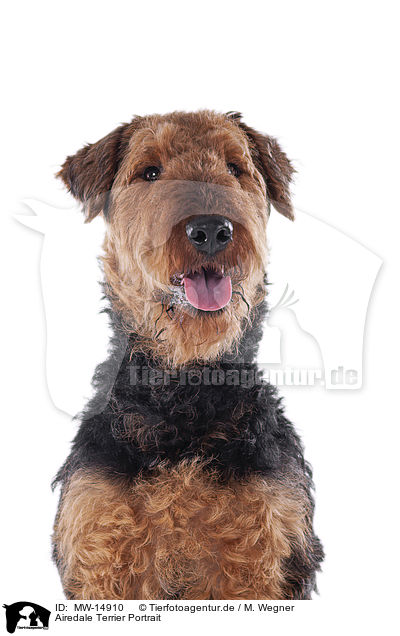 Airedale Terrier Portrait / MW-14910