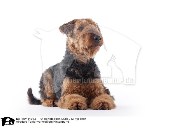 Airedale Terrier vor weiem Hintergrund / MW-14912