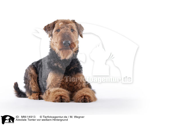 Airedale Terrier vor weiem Hintergrund / MW-14913