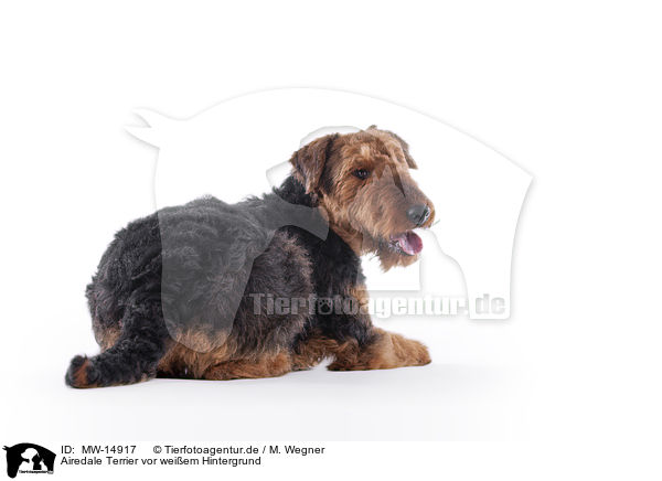 Airedale Terrier vor weiem Hintergrund / MW-14917