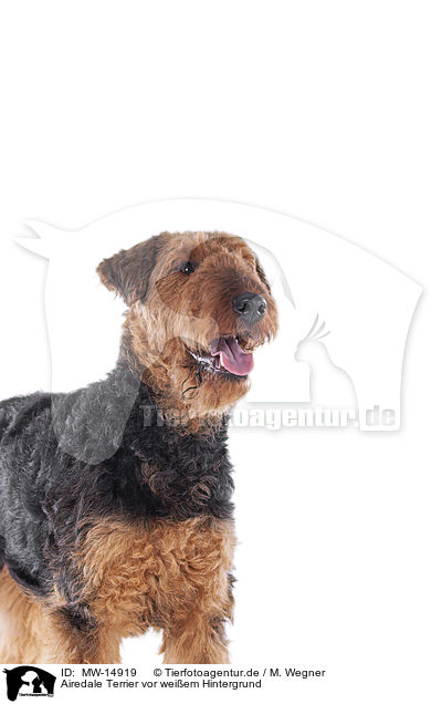 Airedale Terrier vor weiem Hintergrund / MW-14919
