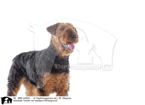 Airedale Terrier vor weiem Hintergrund / MW-14920