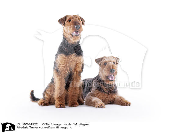 Airedale Terrier vor weiem Hintergrund / MW-14922