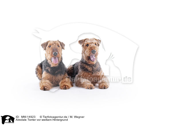 Airedale Terrier vor weiem Hintergrund / MW-14923