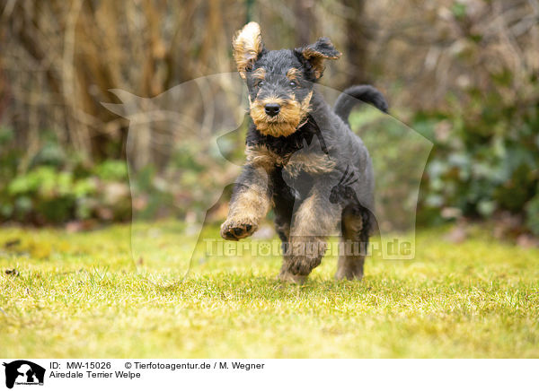 Airedale Terrier Welpe / MW-15026