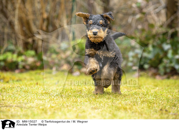 Airedale Terrier Welpe / MW-15027