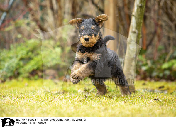 Airedale Terrier Welpe / MW-15028