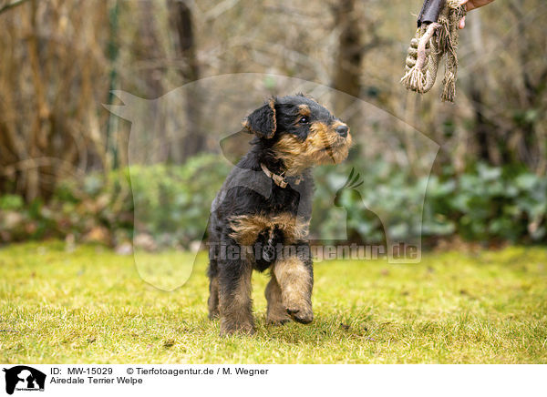 Airedale Terrier Welpe / MW-15029