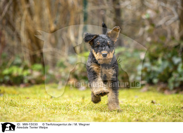 Airedale Terrier Welpe / MW-15030