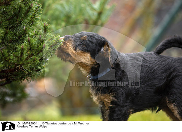 Airedale Terrier Welpe / MW-15031
