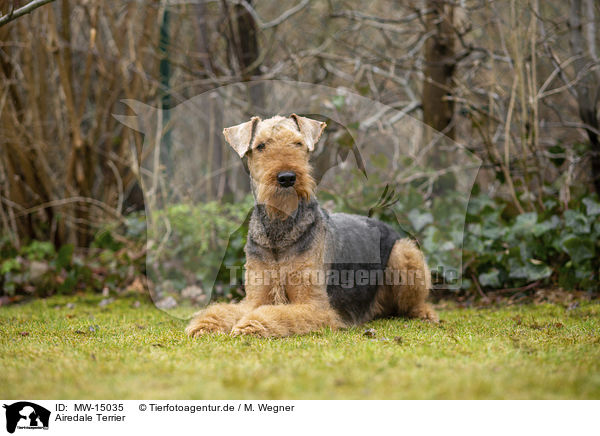 Airedale Terrier / MW-15035