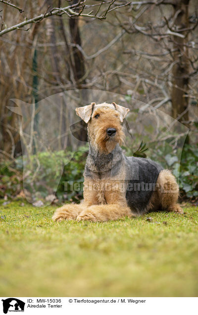 Airedale Terrier / MW-15036