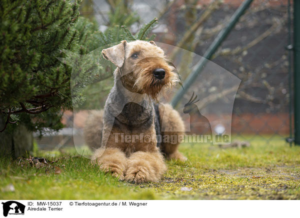 Airedale Terrier / MW-15037