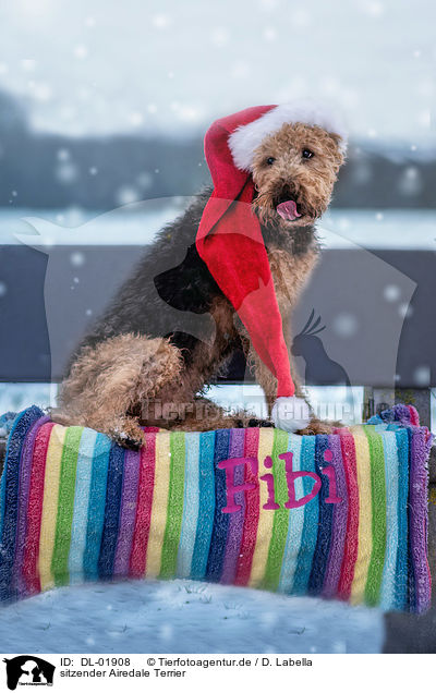 sitzender Airedale Terrier / sitting Airedale Terrier / DL-01908