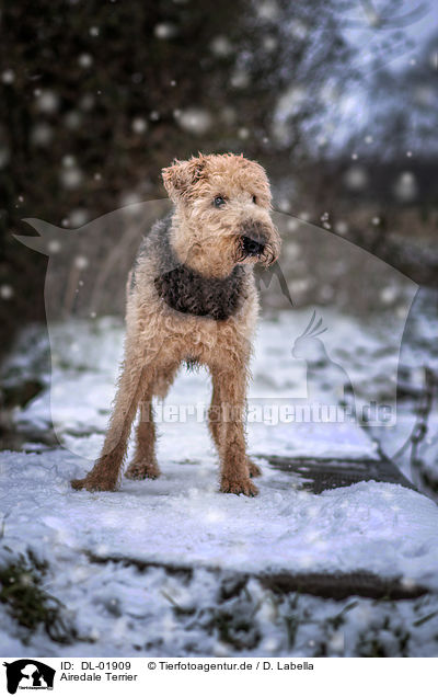 Airedale Terrier / DL-01909