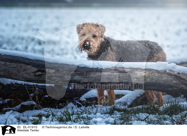 Airedale Terrier / DL-01910