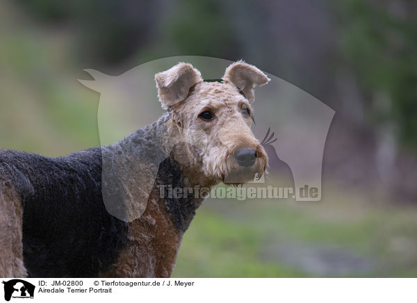 Airedale Terrier Portrait / JM-02800