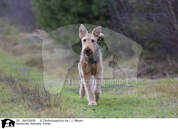 laufender Airedale Terrier / JM-02808