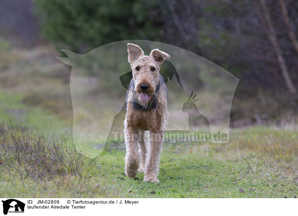 laufender Airedale Terrier / JM-02809
