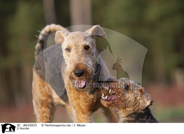 2 Hunde / 2 dogs / JM-02833