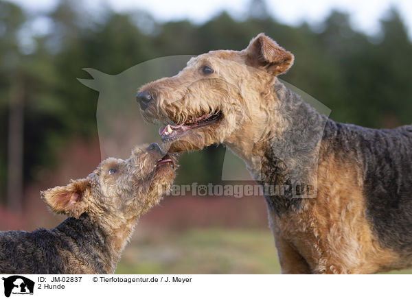 2 Hunde / 2 dogs / JM-02837