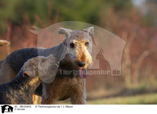2 Hunde / 2 dogs / JM-02842