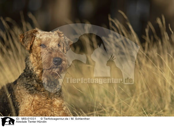 Airedale Terrier Hndin / MIS-01031